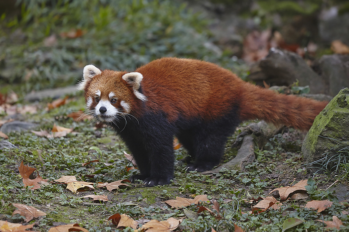 red panda  Ailurus fulgens  Portrait of a Lesser Panda  Ailurus fulgens   Chinese variety  in Shanghai Zoo  Shanghai, China, Photo by Nigel Hicks   Design Pics