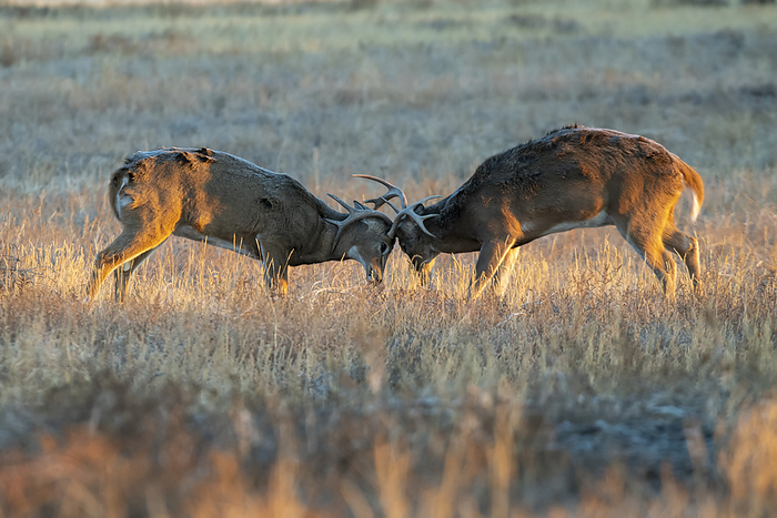white tailed deer  Odocoileus virginianus  Two White tailed Deer bucks  Odocoileus virginianus  sparring during the fall rut in the Rocky Mountain Arsenal Wildlife Refuge near Denver, Colorado, USA  Colorado, United States of America, Photo by Kenneth Whitten   Design Pics