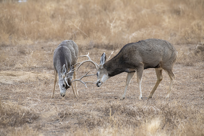 Two large Mule Deer bucks (Odocooileus hemionis) sparring during the fall rut in the Rocky Mountain Arsenal Wildlife Refuge near Denver, Colorado, USA; Colorado, United States of America, Photo by Kenneth Whitten / Design Pics