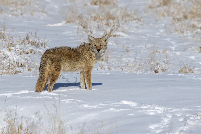 coyote  carnivore, Canis latrans  Coyote  Canis latrans  standing alert in a snowy meadow at the Rocky Mountain Arsenal National Wildlife Refuge near Denver, Colorado, USA  Colorado, United States of America, Photo by Kenneth Whitten   Design Pics