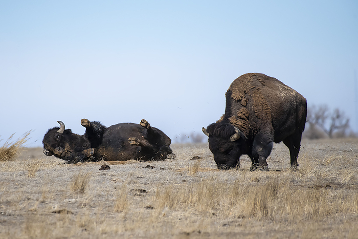 American bison  Bison bison  Bison bull  Bison bison  taking a dust bath while another bull grazes near by at Rocky Mountain Arsenal National Wildlife Refuge near Denver, Colorado, USA  Colorado, United States of America, Photo by Kenneth Whitten   Design Pics