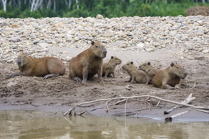 capybara Family of Capybara  Hydrochoerus hydrochaeris  on the shore by the water s edge  Puerto Maldonado, Peru, Photo by Ben Horton   Design Pics