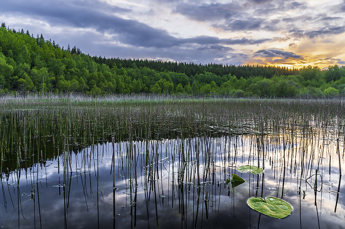 Sweden, Vastra Gotaland County, View of Vastra Silen lake and surrounding forest at sunset
