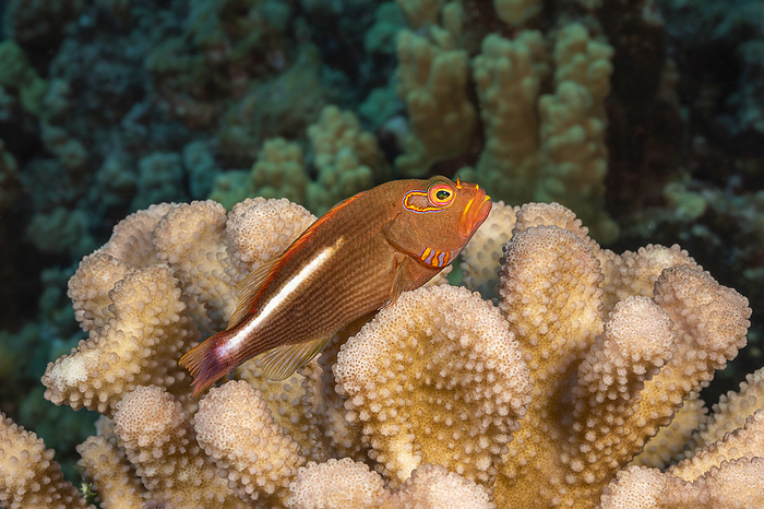 arc eye hawkfish  Paracirrhites arcatus  The Arc eye hawkfish  Paracirrhites arcatus  are voracious eaters and will dine on larger prey when obtainable  Hawaii, United States of America, Photo by Dave Fleetham   Design Pics