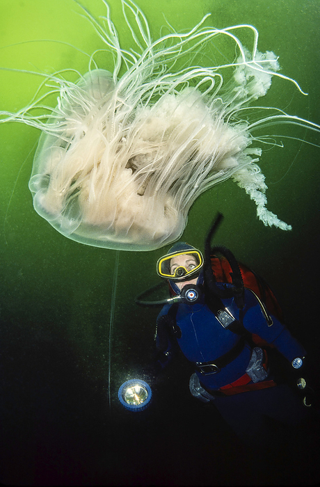 A diver and a Fried egg jellyfish (Phacellophora camtschatica) or Egg-yolk jellyfish; British Columbia, Canada, Photo by Dave Fleetham / Design Pics
