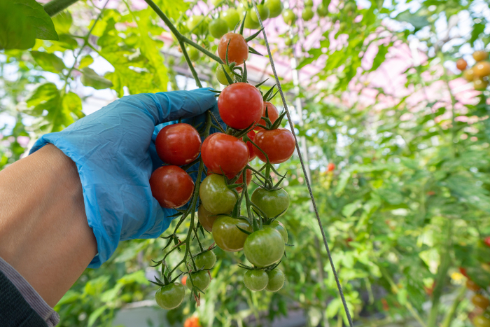 Harvesting house-grown mini-tomatoes