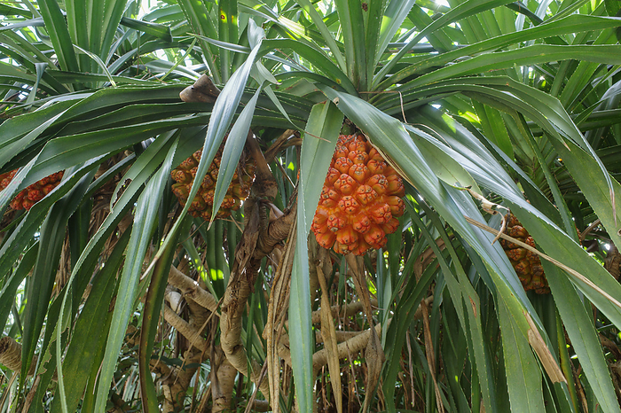 pandanus fruit