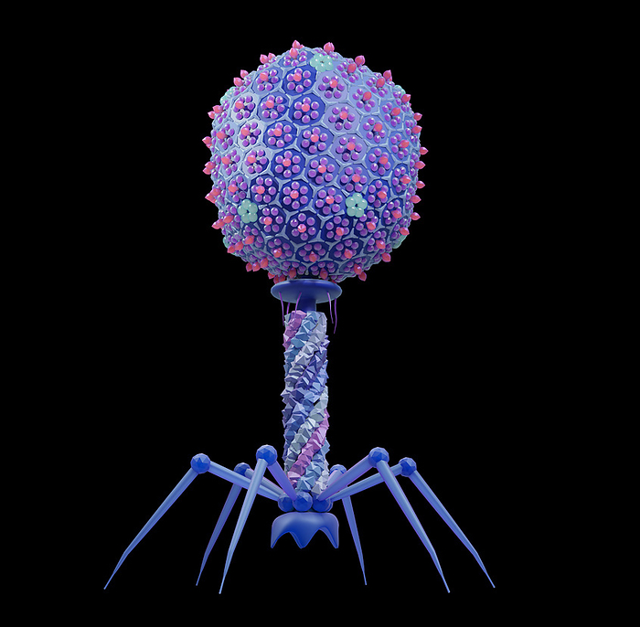 T4 bacteriophage, illustration T4 bacteriophage, illustration. T4 bacteriophages are parasites of Escherichia coli, a bacterium common in the human gut. The virus attaches itself to the host bacterial cell wall by its tail fibres  the sheath then contracts, injecting the contents of the head  DNA  into the host. The viral DNA instructs the bacterium to manufacture copies of the virus., by TUMEGGY SCIENCE PHOTO LIBRARY