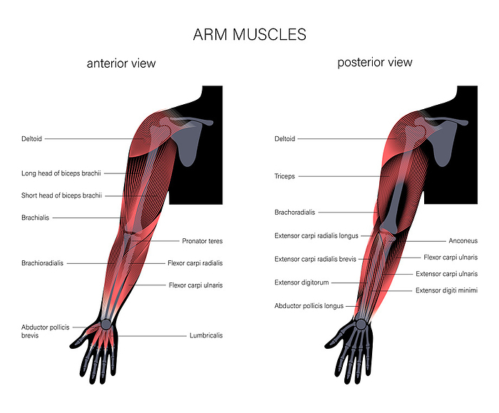 Arm anatomy, illustration Arm anatomy, illustration., by PIKOVIT   SCIENCE PHOTO LIBRARY