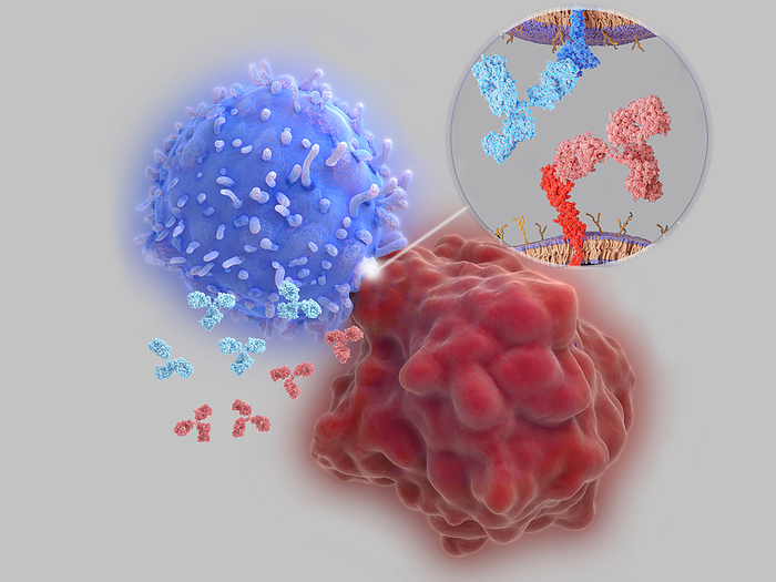 Immune checkpoint inhibitors, illustration Immune checkpoint inhibitors, illustration. Immune checkpoints are regulators of the immune system. Antibodies  light blue and red   block the interaction between PD L1  programmed cell death 1 ligand 1, red molecule  on the surface of a cancer cell  large red  and the immune checkpoint PD 1  programmed cell death protein 1, blue molecule  on a T cell  large blue , that would lead to  the inhibition of T cell killing tumour cells., by JUAN GAERTNER SCIENCE PHOTO LIBRARY