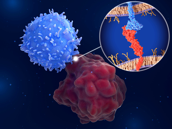 Immune checkpoint, illustration Illustration of immune checkpoints, regulators of the immune system. The interaction between PD L1  programmed cell death 1 ligand 1, red molecule  on the surface of a cancer cell  red  and the immune checkpoint PD 1  programmed cell death protein 1, blue molecule  on a T cell  blue  inhibits T cell killing of tumour cells., by JUAN GAERTNER SCIENCE PHOTO LIBRARY