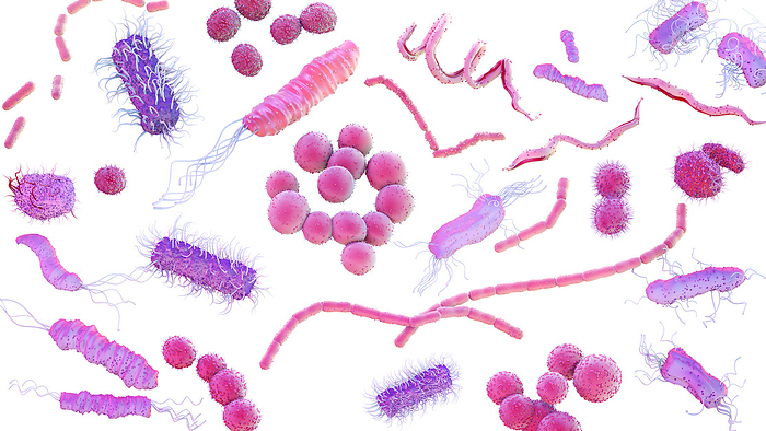 Bacteria, illustration Illustration showing different shapes and types of bacteria on a surface., by TUMEGGY SCIENCE PHOTO LIBRARY