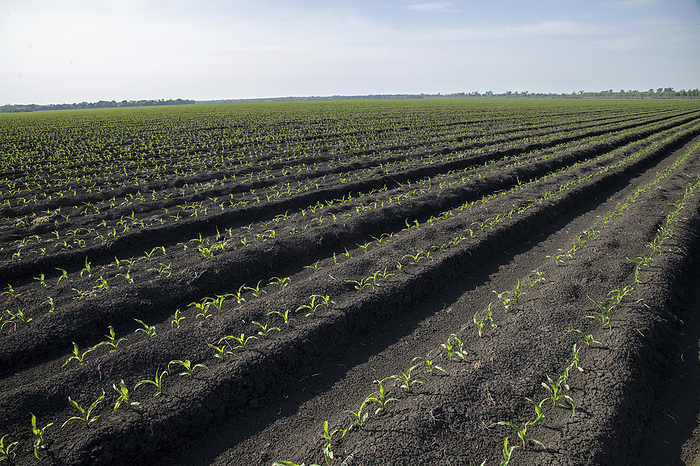 Corn sprouts on raised beds Corn sprouts growing on raised beds on bottom ground in Northeast Texas, USA, that is prone to flooding. Raised beds are a farming practice that reduce soil erosion., by US DEPARTMENT OF AGRICULTURE SCIENCE PHOTO  LIBRARY