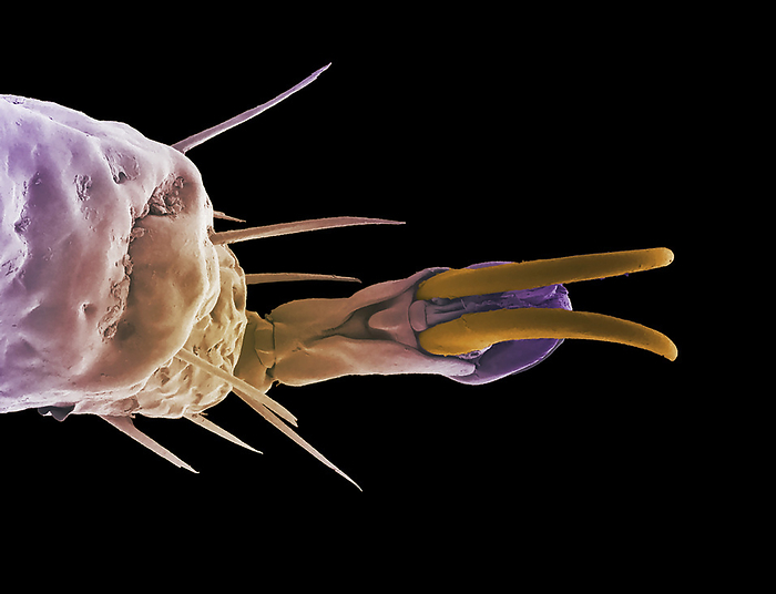 Hedgehog tick lower leg and claw, SEM Hedgehog tick  Ixodes hexagonus  lower leg and claw, coloured scanning electron micrograph  SEM . Ticks are parasitic arachnids. The claw can help the tick grasp vegetation or its host. Ticks feed on the blood of a variety of animals and can transmit a number of diseases. The hedgehog tick is potentially a carrier of Borrelia, the bacterium responsible for Borreliosis, which is also known as Lyme disease. Magnification: x300 when printed at 10cm wide., by Anne Weston, EM STP, the Francis Crick Institute SCIENCE PHOTO LIBRARY