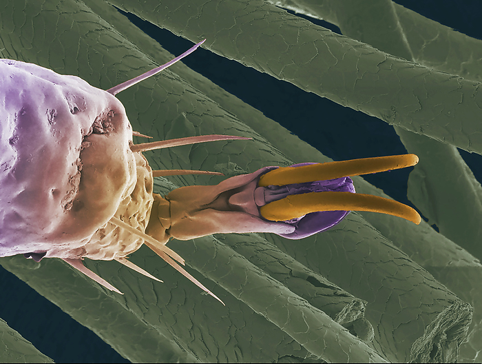 Hedgehog tick lower leg and claw, SEM Ticks are parasitic arachnids. They feed on the blood of a variety of animals and can transmit a number of diseases. The hedgehog tick is potentially a carrier of Borrelia, the bacterium responsible for Borreliosis which is also known as Lyme disease. image shows the lower part of one of the ticks legs and it   claw. The claw can help the tick grasp vegetation or its host. 10cm wide, by Anne Weston, EM STP, the Francis Crick Institute SCIENCE PHOTO LIBRARY