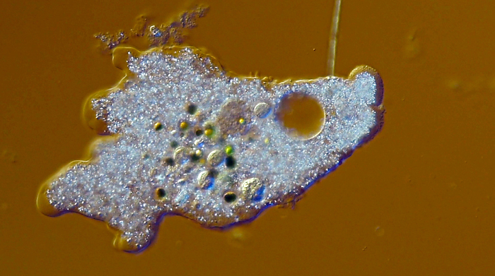 Amoeba, light micrograph Light micrograph of a living Amoeba found in soil of the Black Forest in Germany. Amoeba are protozoan with a flexible outer membrane which allows the organism to alter its shape, primarily by extending and retracting pseudopods. With this pseudopods they engulf food  bacteria, or other microorganisms . Light microscope, differential interference contrast, Magnification: x200 when printed at 15 centimetres wide., by EYE OF SCIENCE SCIENCE PHOTO LIBRARY