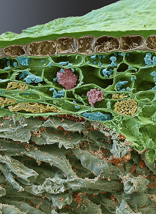 Coral berry leaf with symbiotic bacteria, SEM Coloured scanning electron micrograph  SEM  of a cross section through a coral berry, or Christmas berry,  Ardisia crenata  leaf. Within the leaf are symbiotic Phyllobacterium myrsinacearum bacteria  red.  The bacteria produce an insecticide  FR900359  that makes the plant very resistant to insect damage. FR900359 is being investigated as a potential drug and has been shown to be effective against asthma and certain types of cancer, including choroidal melanoma, in cell and mouse models. Magnification: x1000 when printed at 15 centimetres wide., by EYE OF SCIENCE SCIENCE PHOTO LIBRARY