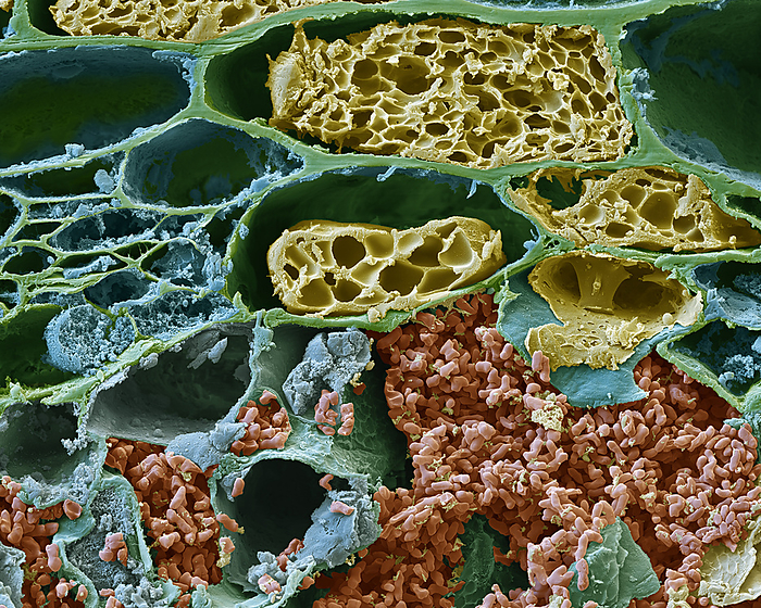 Coral berry leaf with symbiotic bacteria, SEM Coloured scanning electron micrograph  SEM  of a cross section through a coral berry, or Christmas berry,  Ardisia crenata  leaf. Within the leaf are symbiotic Phyllobacterium myrsinacearum bacteria  red.  The bacteria produce an insecticide  FR900359  that makes the plant very resistant to insect damage. FR900359 is being investigated as a potential drug and has been shown to be effective against asthma and certain types of cancer, including choroidal melanoma, in cell and mouse models. Magnification: x2500 when printed at 15 centimetres wide., by EYE OF SCIENCE SCIENCE PHOTO LIBRARY