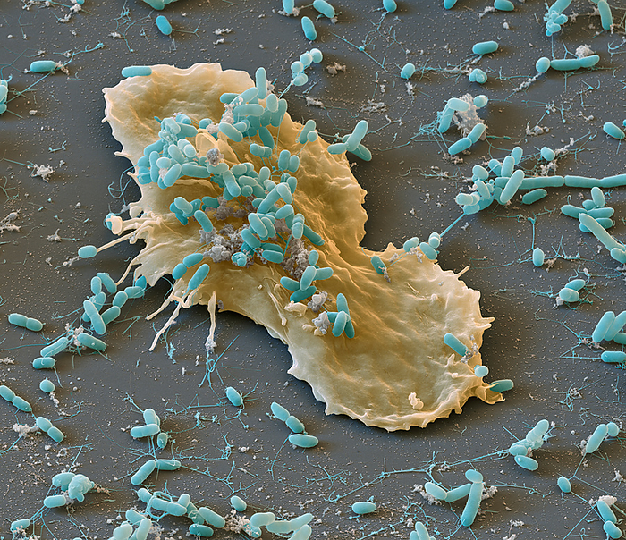 Amoeba and bacteria, SEM Coloured scanning electron micrograph  SEM  of a single Dictyostelium discoideum amoeba with bacteria. Under favourable conditions, D. discoideum lives as a unicellular organism in the soil feeding on bacteria. When there is a lack of nutrients, the unicellular amoeba form a multicellular aggregation known as a slug. The cells within the slug differentiate, with some forming a fruiting body, or sorocarp, on a long stalk, which releases spores when mature. D. discoideum is being researched for use as a unicellular  factory  to produce a number of molecules including antibiotics and olivetolic acid, a precursor of tetrahydrocannabinol  THC , the psychoactive substance in cannabis. Magnification: x7000 when printed at 15 centimetres wide., by EYE OF SCIENCE SCIENCE PHOTO LIBRARY