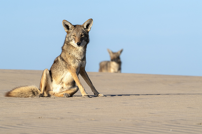 Coyotes Coyotes  Canis latrans , Baja California Sur, Mexico., by CHRISTOPHER SWANN SCIENCE PHOTO LIBRARY