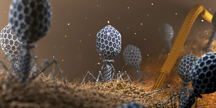 Phage on bacterium, illustration Illustration of a phage  blue  on a bacterial surface  brown . T4 phages boast a contractile tail, which generates a physical force to ram a needle into their host E.coli., by BIOLUTION GMBH SCIENCE PHOTO LIBRARY