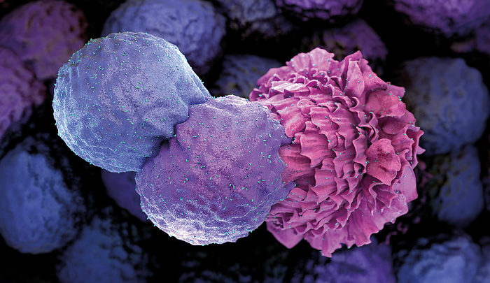 Immunogenic synapse, illustration Immunological synapse, illustration. Crosstalk between different kinds of immune cells  purple  is important for regulating the immune system. The immunological synapse is a specialized cell to cell junction between lymphoid immune cells and an antigen presenting cell  APC . Initiation of an antigen specific immune response is based on the interaction between T cell receptors and major histocompatibility complex  MHC  proteins that have bound antigenic peptides  pink ., by BIOLUTION GMBH SCIENCE PHOTO LIBRARY