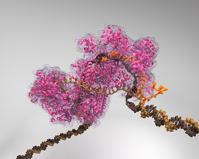CRISPR Cas9 on DNA, illustration Illustration of the CRISPR Cas system. The CRISPR Cas  pink  system has reinvented the field of genome editing as it offers a simple and versatile way to manipulate genomes with  molecular scissors . Based on the type II adaptive immune system of bacteria, it enables specific DNA  deoxyribonucleic acid  cleavage performed by the RNA  ribonucleic acid  guided DNA endonuclease Cas 9., by BIOLUTION GMBH SCIENCE PHOTO LIBRARY