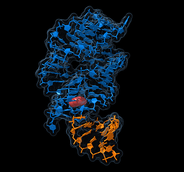 Riboswitch, illustration Illustration of a riboswitch with its ligand  red  bound. Riboswitches are segments of bacterial mRNA  messenger ribonucleic acid  that regulate the transcription of the mRNA s protein product. When the aptamer domain  blue  of the riboswitch binds to its ligand it causes structural changes in the expression platform  orange  of the riboswitch. These changes affect the coding region of the mRNA molecule, either inhibiting or enhancing expression of the protein product. , by CARLOS CLARIVAN SCIENCE PHOTO LIBRARY