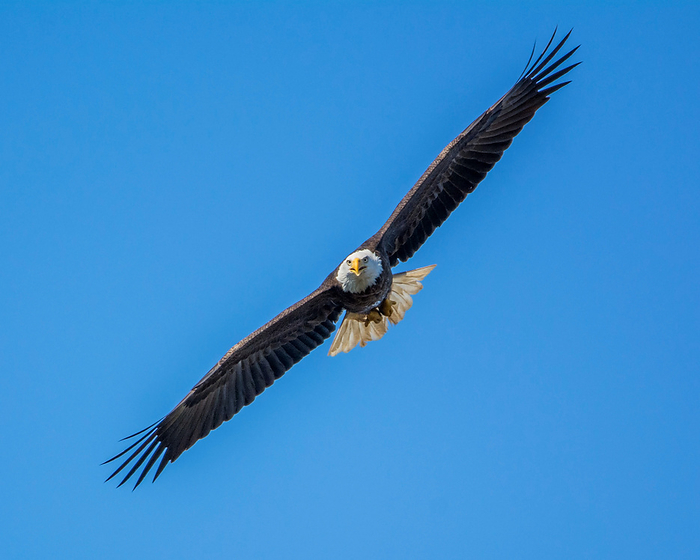 Bald eagle Bald eagle  Haliaeetus leucocephalus , a North American eagle whose range extends from northern Mexico through the United States and Canada. Photographed in Eastern Atchafalaya Basin, Louisiana, USA., by CLAY COLEMAN SCIENCE PHOTO LIBRARY