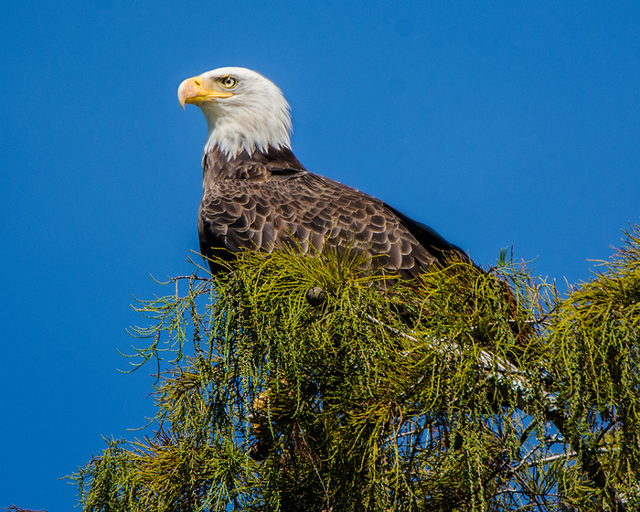 Bald eagle Bald eagle  Haliaeetus leucocephalus , a North American eagle whose range extends from northern Mexico through the United States and Canada. Photographed in Eastern Atchafalaya Basin, Louisiana, USA., by CLAY COLEMAN SCIENCE PHOTO LIBRARY