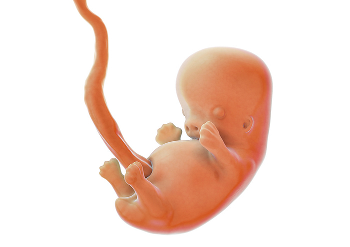 Human fetus at 8 weeks, illustration Illustration of a fetus in the 8th week of pregnancy. At this stage, the fetus has developed webbed fingers and toes. Fetuses measure approximately 1.5 to 2 centimetres in the 8th week of pregnancy., by MEDICAL GRAPHICS MICHAEL HOFFMANN SCIENCE PHOTO LIBRARY