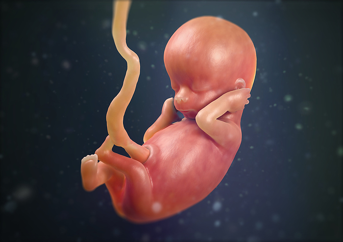 Human foetus at 12 weeks, illustration Illustration of a foetus in the 12th week of pregnancy., by MEDICAL GRAPHICS MICHAEL HOFFMANN SCIENCE PHOTO LIBRARY