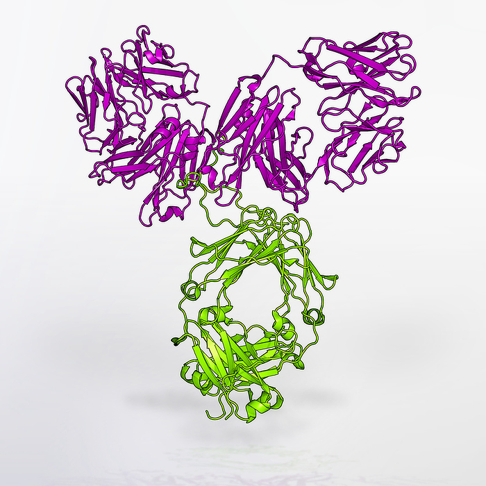 VRC01 antibody Molecular model of VRC01 antibody., by NIAID NATIONAL INSTITUTES OF HEALTH SCIENCE PHOTO LIBRARY
