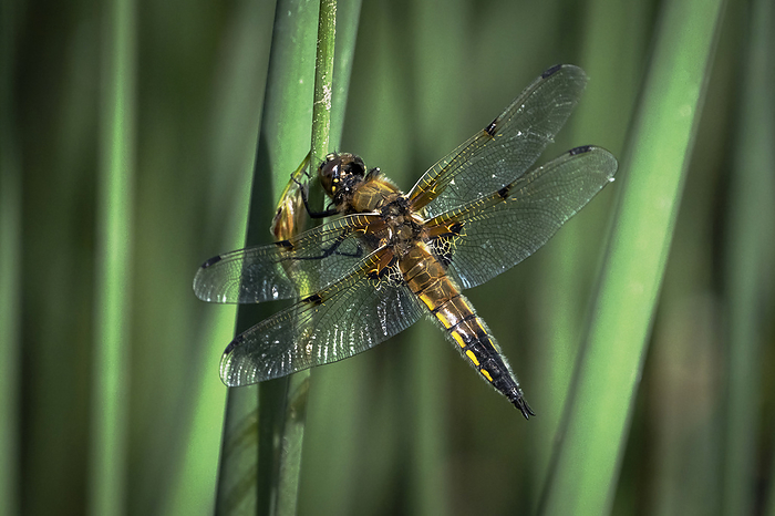 Four Spotted Chaser Dragonfly  Libellula quadrimaculata , Anderton Nature Reserve, Cheshire, England, UK Four Spotted Chaser Dragonfly  Libellula quadrimaculata , Anderton Nature Reserve, Cheshire, England, United Kingdom, Europe, Photo by Alan Novelli
