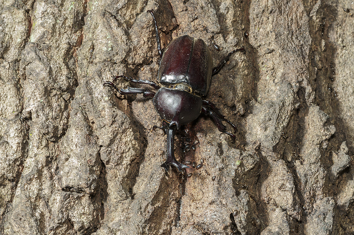 Beetle, male, sucking sap from sawtooth oak at night. Location Isehara City, Kanagawa Prefecture Date photographed: August 14, 2022 