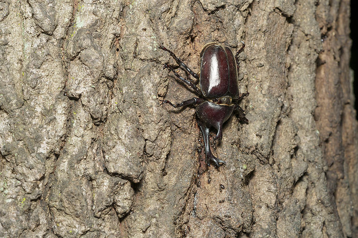 Beetle, male, sucking sap from sawtooth oak at night. Location Isehara City, Kanagawa Prefecture Date photographed: August 14, 2022 