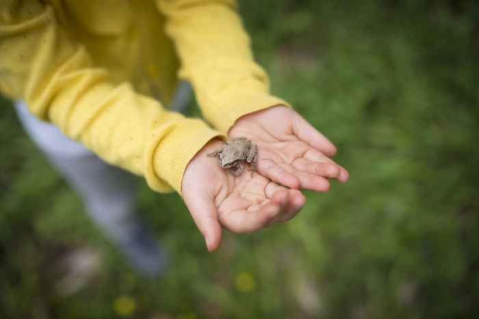 A frog on a child's hand