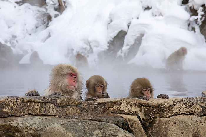 Japanese macaque monkeys at Jigokudani Yaen-koen Yamanouchi Town, Nagano Prefecture