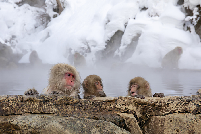 Japanese macaque monkeys at Jigokudani Yaen-koen Yamanouchi Town, Nagano Prefecture