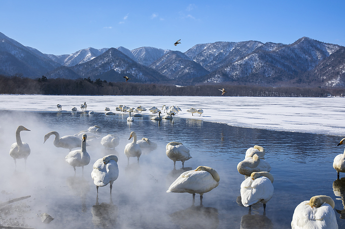 Swans at Lake Kussharo Hokkaido Teshikaga Town