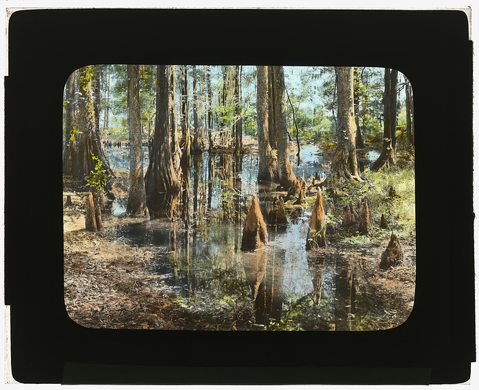  quot Magnolia Plantation, quot  3550 Ashley River Road, Charleston, South Carolina, 1928. Creator: Frances Benjamin Johnston.  quot Magnolia Plantation, quot  3550 Ashley River Road, Charleston, South Carolina, 1928. House moved from Somerville, S.C., after the Civil War. Landscape: Reverend John Grimke Drayton, from 1840s. Other: Magnolia Plantation founded in 1679 by Thomas Drayton. Gardens first known as  quot Magnolia on the Ashley. quot 