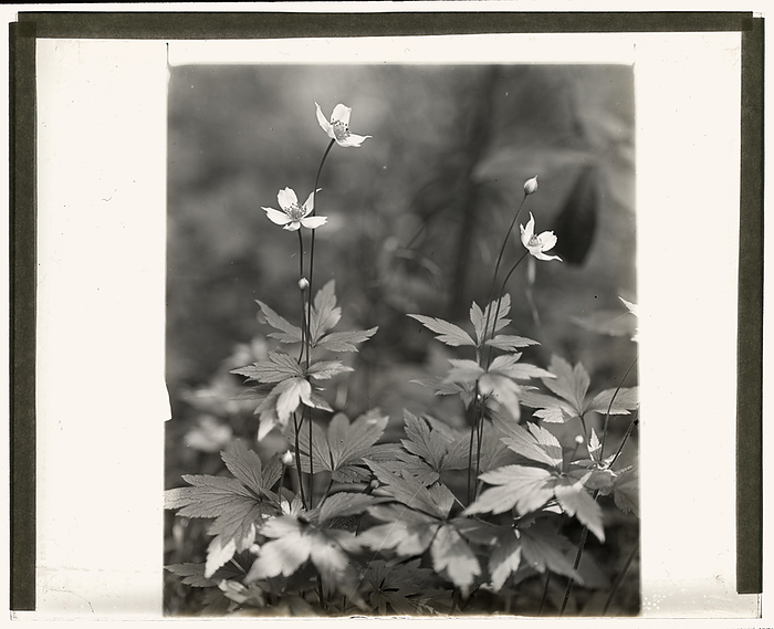 Wood anemone, between 1915 and 1935. Creator: Frances Benjamin Johnston. Wood anemone, between 1915 and 1935.