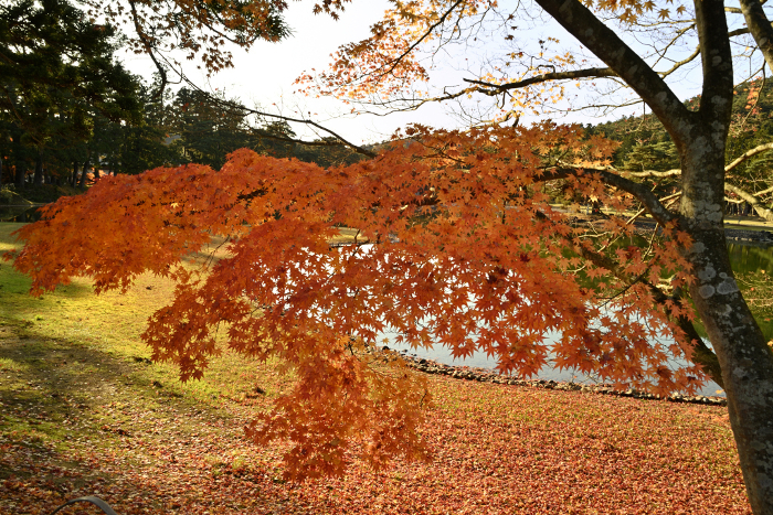 Maple leaves at Oizumigaike Pond, Motsu-ji, Hiraizumi