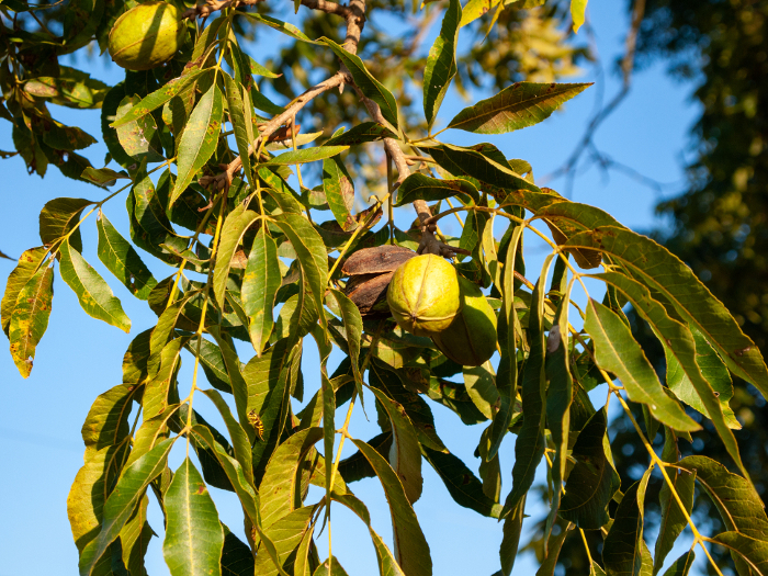 Pecan nuts grown in the U.S.