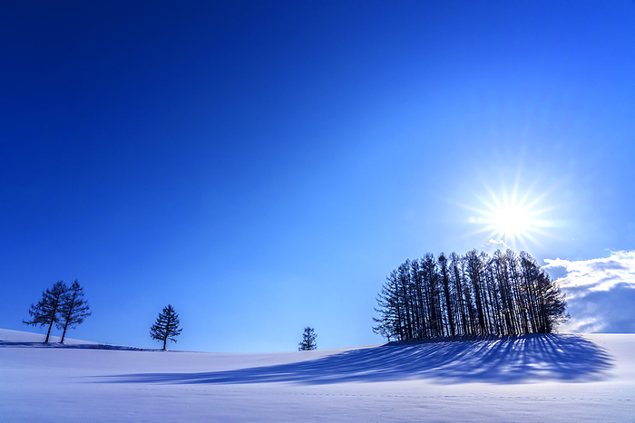 Snowy landscape of Hokkaido Mild Seven Trees