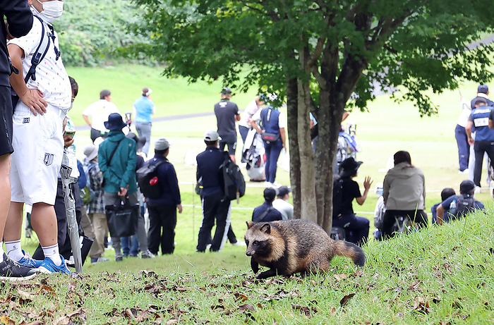 2022 Miyagi TV Dunlop Women s OP, Day 1 Raccoon dogs were seen at the practice field on the first day of the Miyagi Television Cup on September 23, 2022. September 23, 2022  Date 20220923  Location Rifu GC