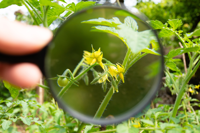 Viewing tomato flowers with a magnifying glass