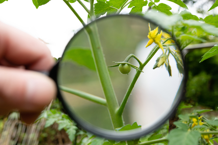 Viewing a small tomato with a magnifying glass