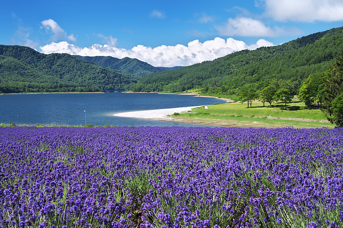 Lake Kanayama and lavender Hokkaido