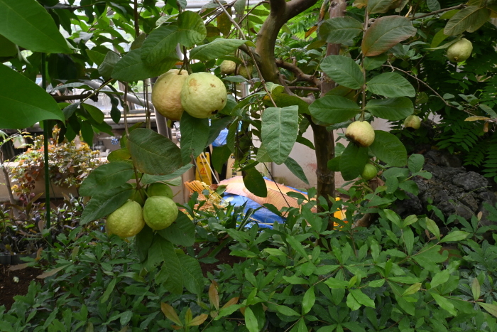 Guava fruit, contains polyphenols and has a hypoglycemic effect